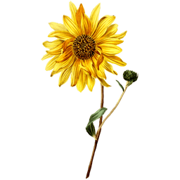 Sunflower Svg Vector